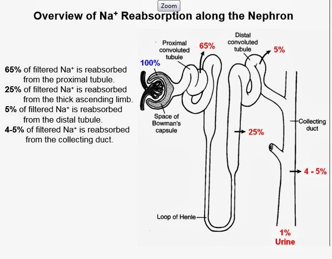 na-reabsoprtion-in-the-tubule